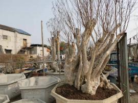 机会！汉口北绿海花木市场盆景园转让或合作...